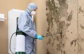 Trusted Brocton, NY Mold Remediation Experts